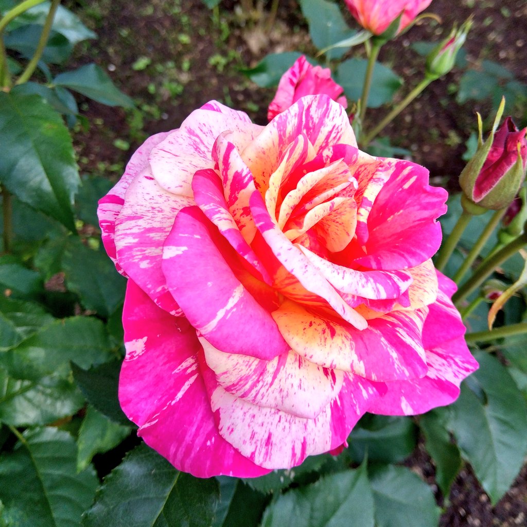 magnolia87121's tweet photo. 『風の時代✨』

転生輪廻を繰り返す私たち
過去世の出来事や内容は、
この世に誕生する時に
すべて封印(忘れる)✨
真っ白な心で、
どれだけ人さまに寄り添い、
愛深く、利他の心で人生を
過ごせるか…が問われます。
今日も
ご機嫌で過ごせますように
🙏💚💗🌏☺️ https://t.co/CdK46awlQ6