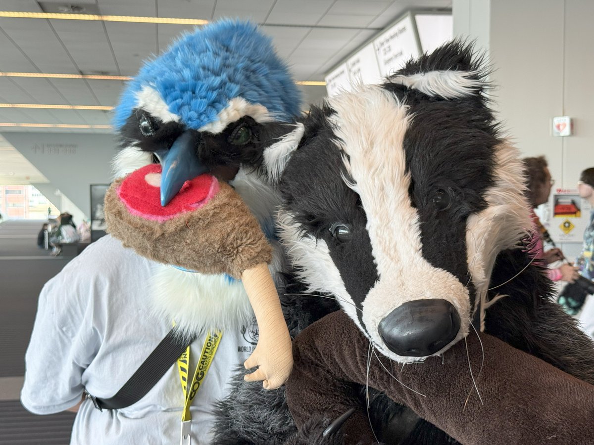 Squawk_the_Jay's tweet image. One of my favorite interactions during #Anthrocon was with @VoreBadger. They had carrion props to use in photos with them. They also had the best badger voice ever. Thanks for the pic!
π· by @OrganicWolf42
π§΅ by @ZulayaWolf
