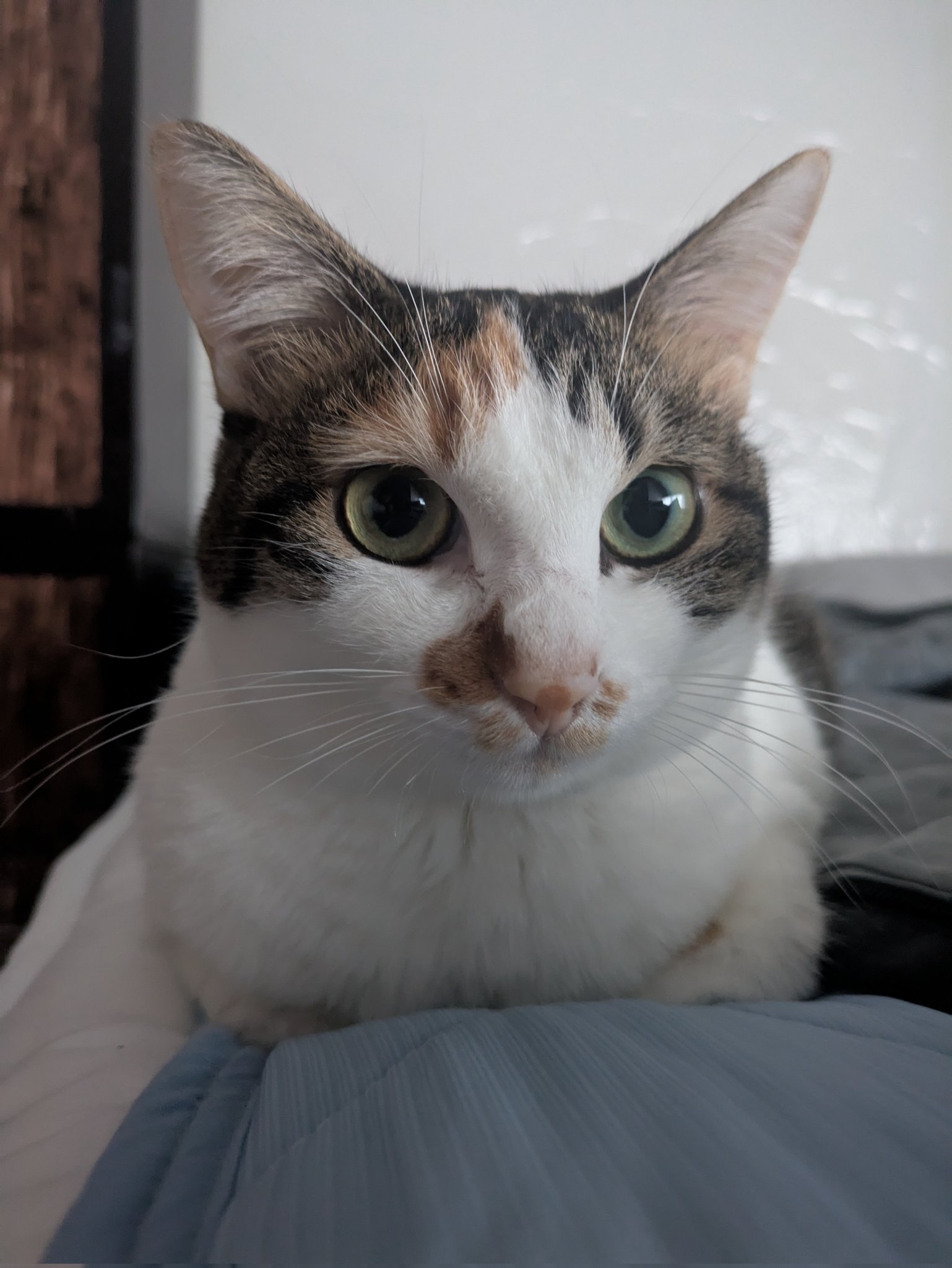 三毛猫様♡ありがとうございます♡ 三美お嬢様はお猫様 on X: 
