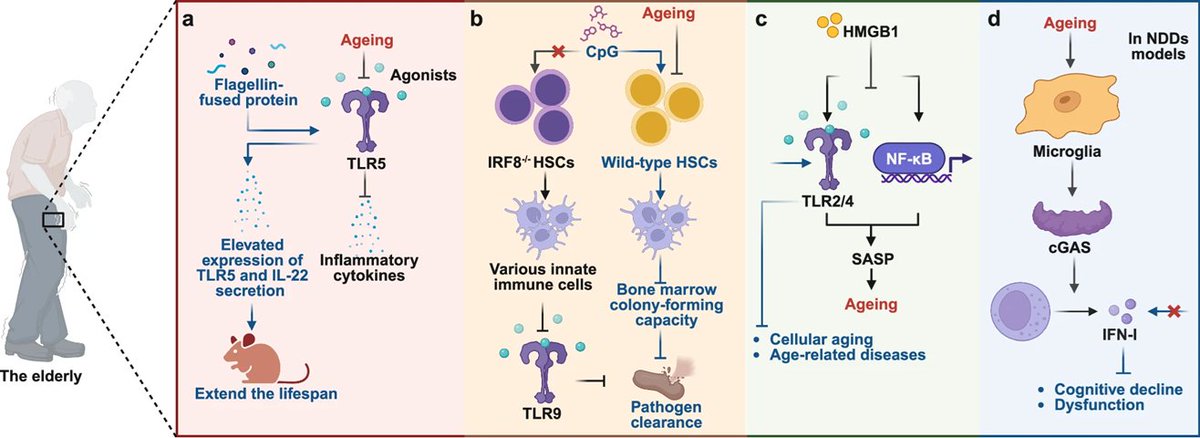 Immune_News's tweet image. Drs. Daolin Tang, Ruochan Chen, and co-authors explore the therapeutic potential of targeting pattern recognition receptors in treating infectious, inflammatory, #autoimmune, and malignant diseases. | @sigtrans_sttt
📚 Read the review: go.nature.com/46JeAVs