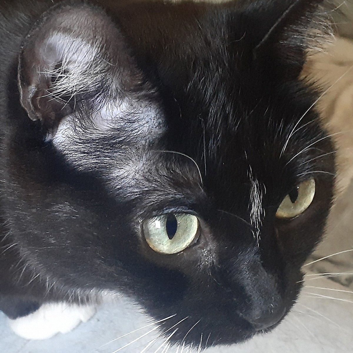 It's been a long week and #RescueCat PC is ready for zoomies into the weekend! #TGIF