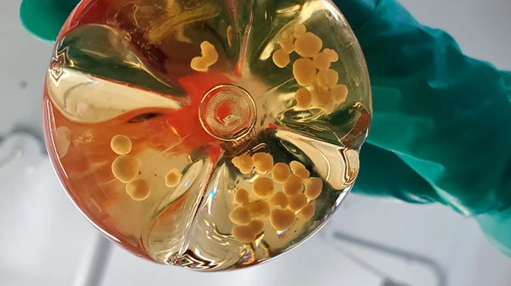 endothelialnews's tweet image. Researchers are making ever more sophisticated mini organs in the lab. 馃Й
These mini hearts, lungs, and livers can now grow their own #BloodVessels.
馃摪 Check it out in @Nature: go.nature.com/3GGBQJc