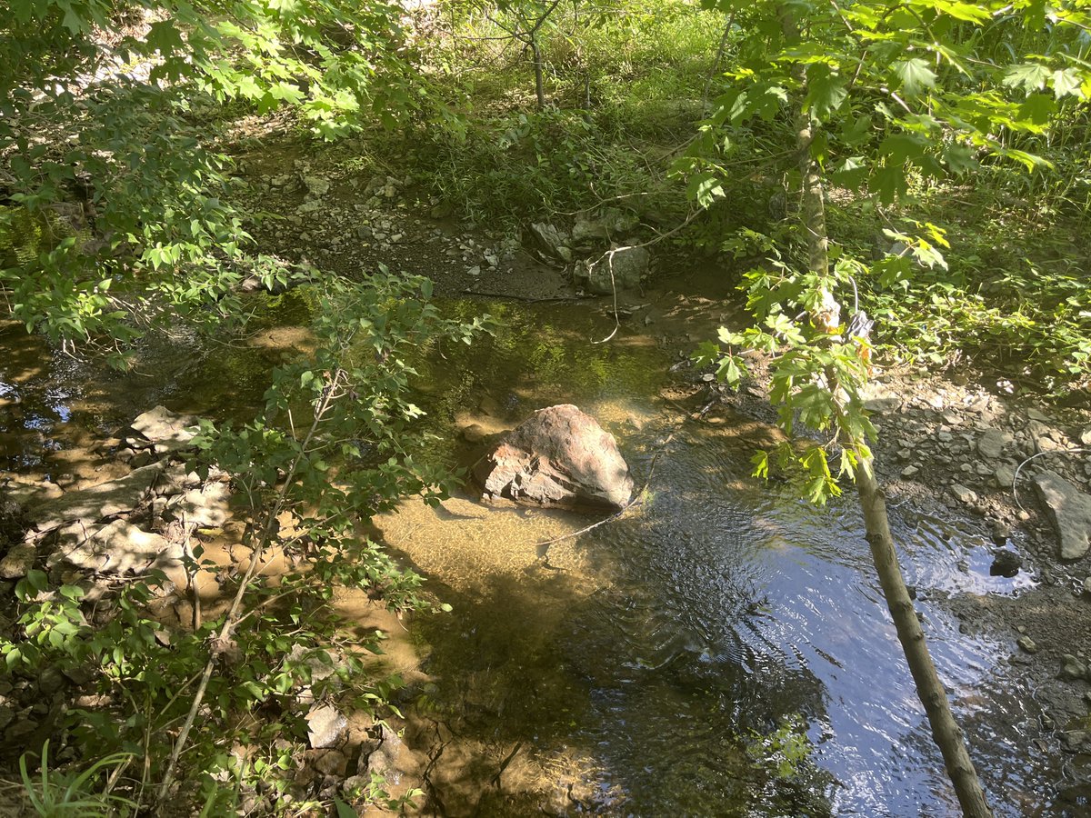 soiled_plants2's tweet image. following this narrow path i found on my walk paid off big time