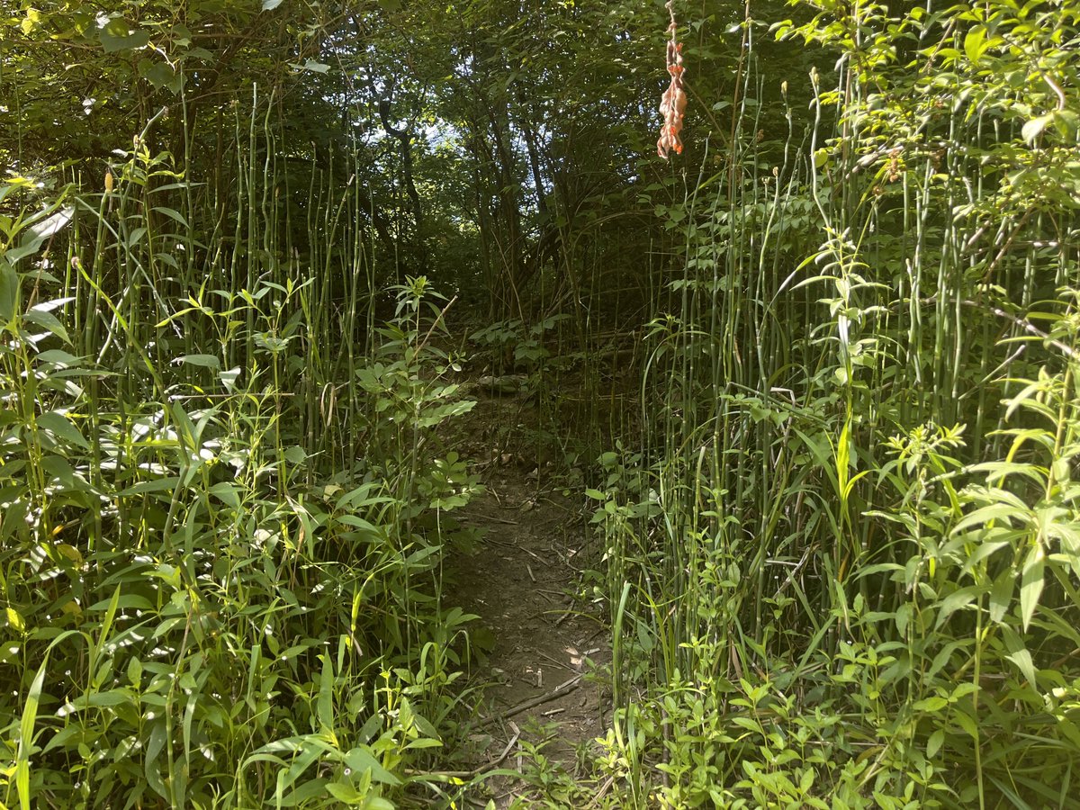 soiled_plants2's tweet image. following this narrow path i found on my walk paid off big time