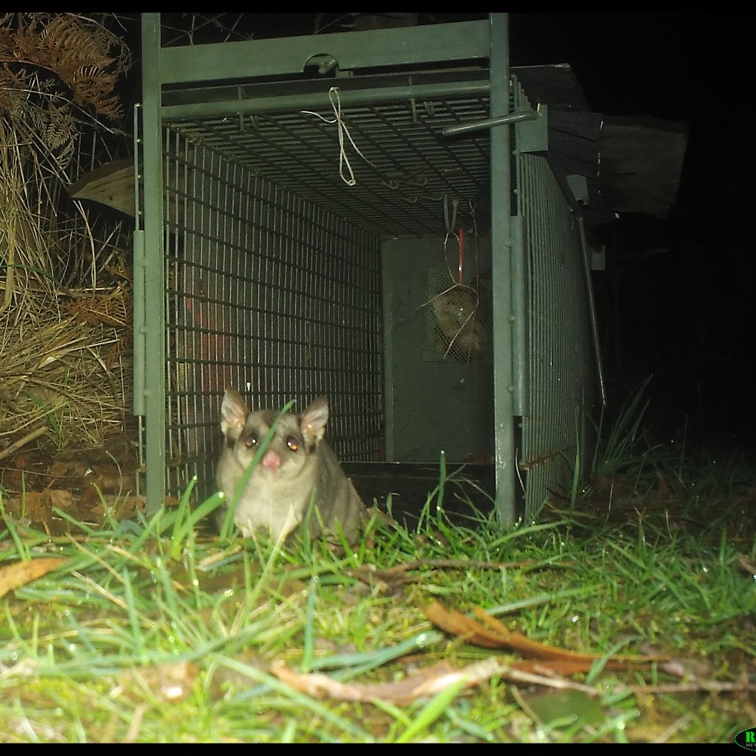 Early results on testing the prototype metal mesh feral cat lure pouch.

Frustrated mice.
Bewildered Sugar Gliders.