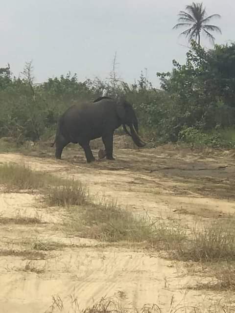 whiitetyger's tweet image. JUST IN;
Two Elephants sighted at at an Eastern Ijaw community, Okoroboile Town in Andoni LGA of Rivers State. Abeg make we preserve our wild life or better still just let them be 🙏 God bless Nigeria, God bless Ijaw Nation