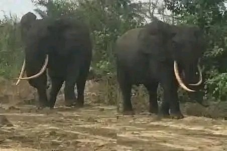whiitetyger's tweet image. JUST IN;
Two Elephants sighted at at an Eastern Ijaw community, Okoroboile Town in Andoni LGA of Rivers State. Abeg make we preserve our wild life or better still just let them be 🙏 God bless Nigeria, God bless Ijaw Nation
