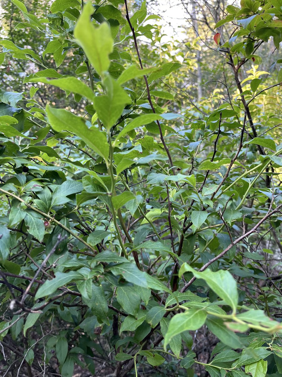 ForagingForever's tweet image. There are no wild blueberries in my regular spot in the woods. Not one single berry. Hundreds of bushes with no fruit. I don’t know why. While we had a cold spring, I didn’t think we had a freeze that would kill off the blossoms. The blueberry bush in my yard produced. This is…