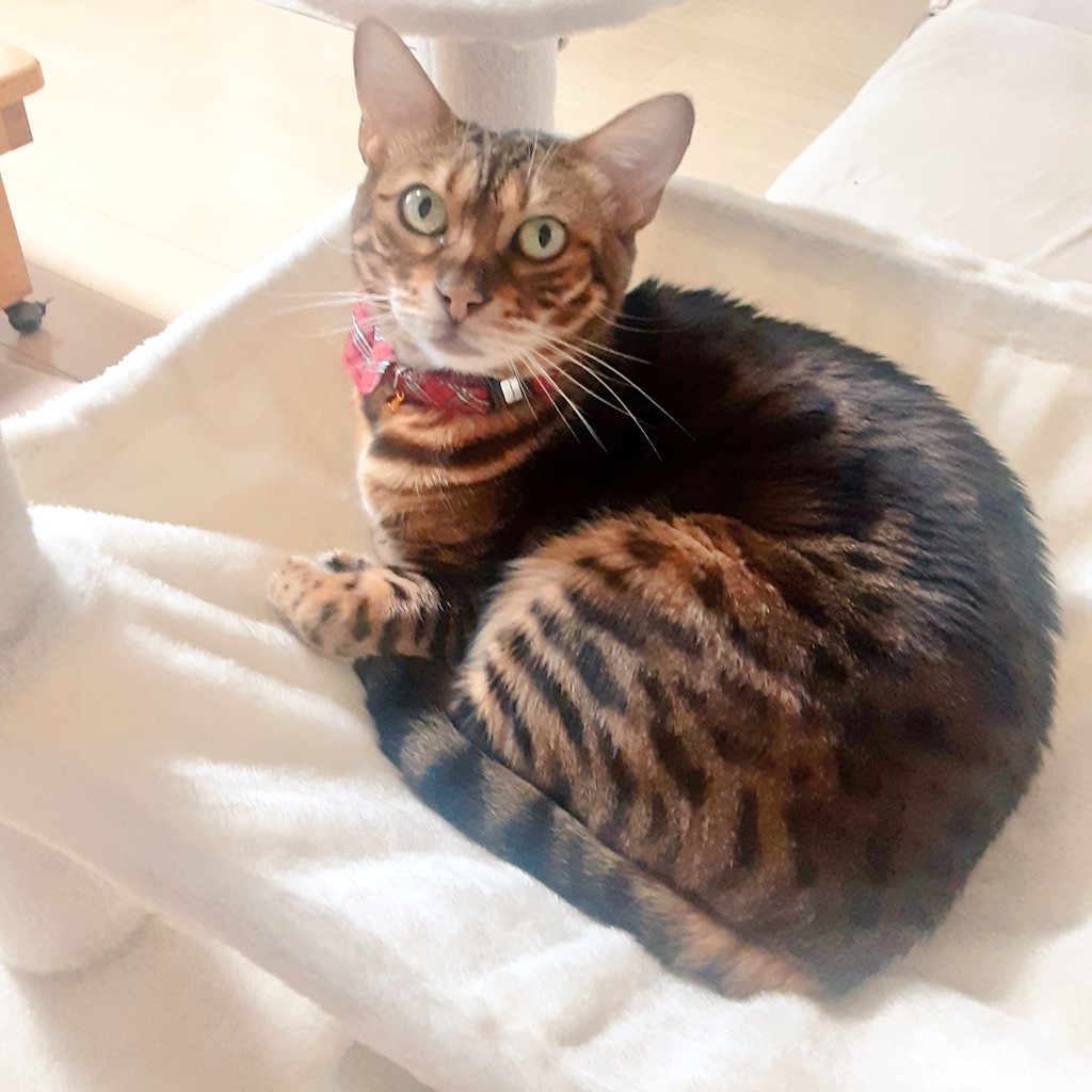 Izualgogo's tweet image. ずーっと入ってくれなかったキャットタワーのベッドでくつろいでくれた☺️
猫ちゃんあるあるですね。
#ベンガル猫 #ネコのいる幸せ #ねこかわいいね
