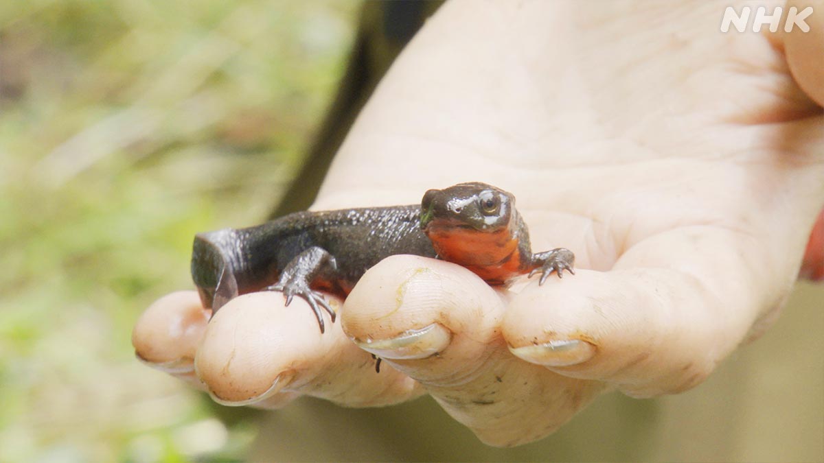 長年の調査では、
イモリが「超長寿」であることが明らかに

なんと40年以上生きるものまで！👏

お家で飼われているイモリのなかにも
長生きさんがいるのではないでしょうか

🟧⏰13日 日曜夜7時30分～🟧
『かわいくて最強！イモリ徹底観察』
nhk.jp/darwin/