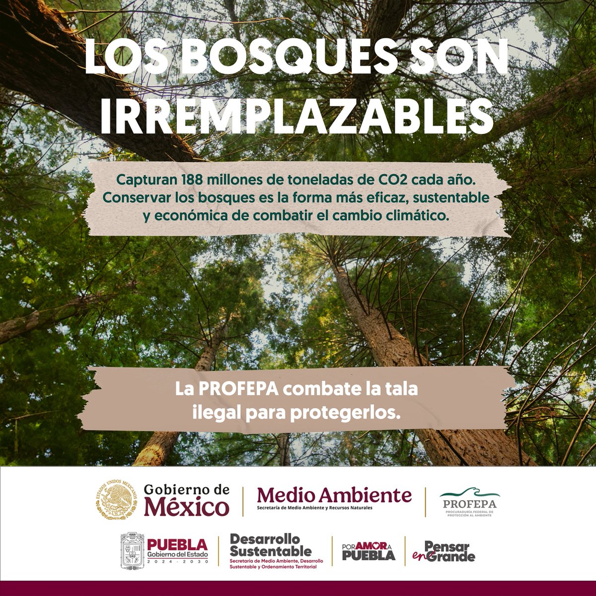 Secretaría de Medio Ambiente (@ambientegobpue) on Twitter photo ¡#PensarEnGrande es actuar por la protección y conservación de los bosques! ❤️🏞️
El <a href="/Gob_Puebla/">Gobierno de Puebla</a> trabaja por la seguridad en el medio ambiente y el bienestar de las personas, a través de la Reforestación 2025 #PorAmorAPuebla ❤️🌱:
✅ Restauramos ecosistemas dañados por incendios ¡#PensarEnGrande es actuar por la protección y conservación de los bosques! ❤️🏞️
El <a href="/Gob_Puebla/">Gobierno de Puebla</a> trabaja por la seguridad en el medio ambiente y el bienestar de las personas, a través de la Reforestación 2025 #PorAmorAPuebla ❤️🌱:
✅ Restauramos ecosistemas dañados por incendios