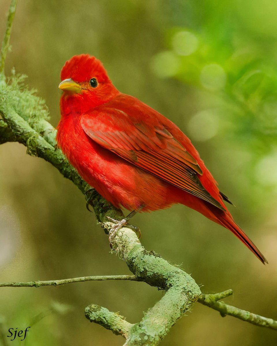 ItakeBirdPics's tweet image. Summer Tanager
Galveston&apos;s Lafitte&apos;s Cove in Texas, USA. 04/12/2025 #summertanager #tanager #NaturePhotography