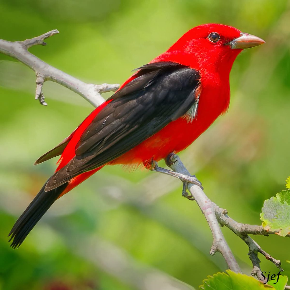 ItakeBirdPics's tweet image. Scarlet Tanager
Galveston&apos;s Lafitte&apos;s Cove in Texas, USA. 04/12/2025 #scarlettanager #tanager #NaturePhotography