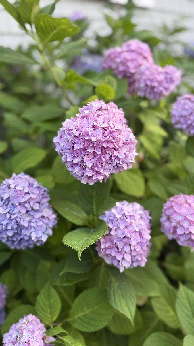 Happy Friday evening from Cape Cod 
#capecod #hydrangeas