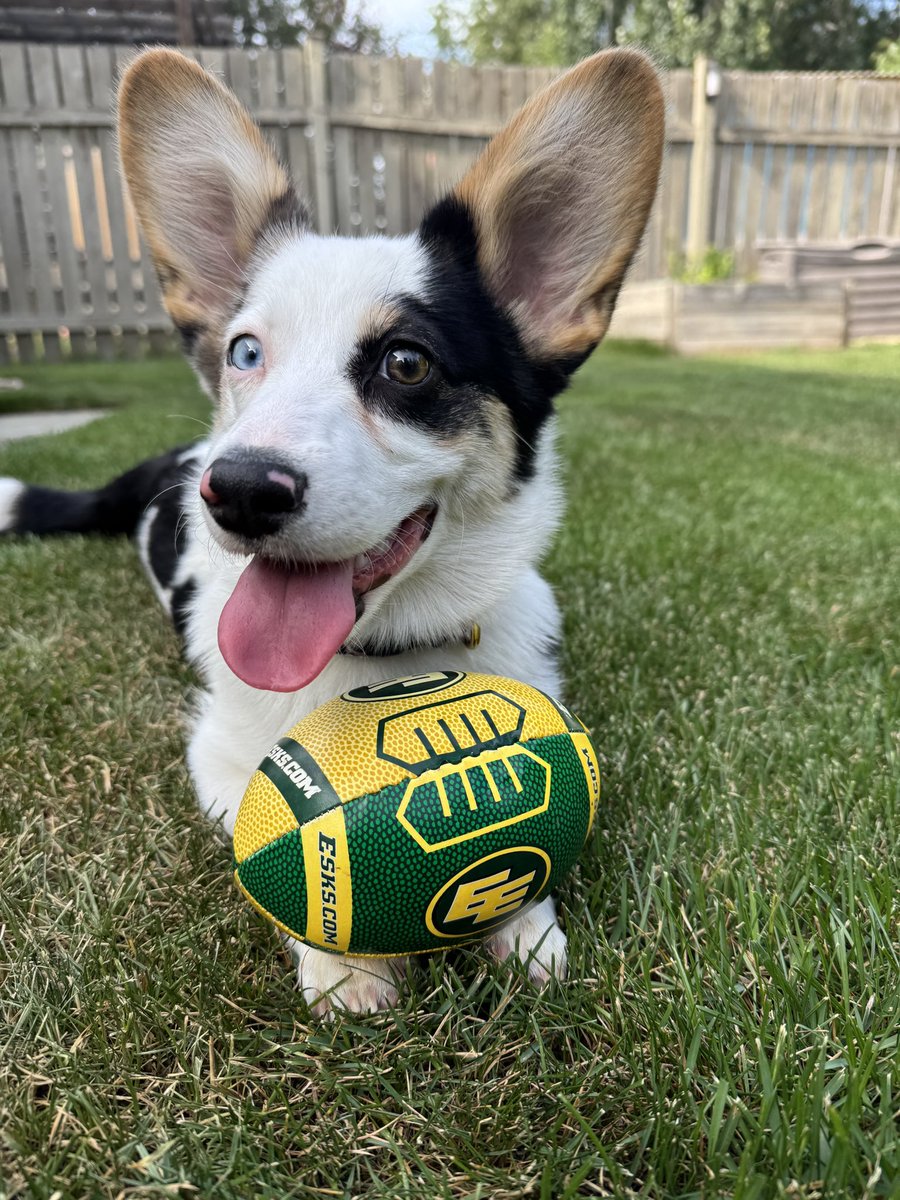 kristelxo's tweet photo. Small paws, big plays. Mabel’s ready to lead the Elks to victory on Sunday! 🏈💚💛🐾 #EEPets #GoElks #BONE 🦴 https://t.co/jB8aUlYWJa