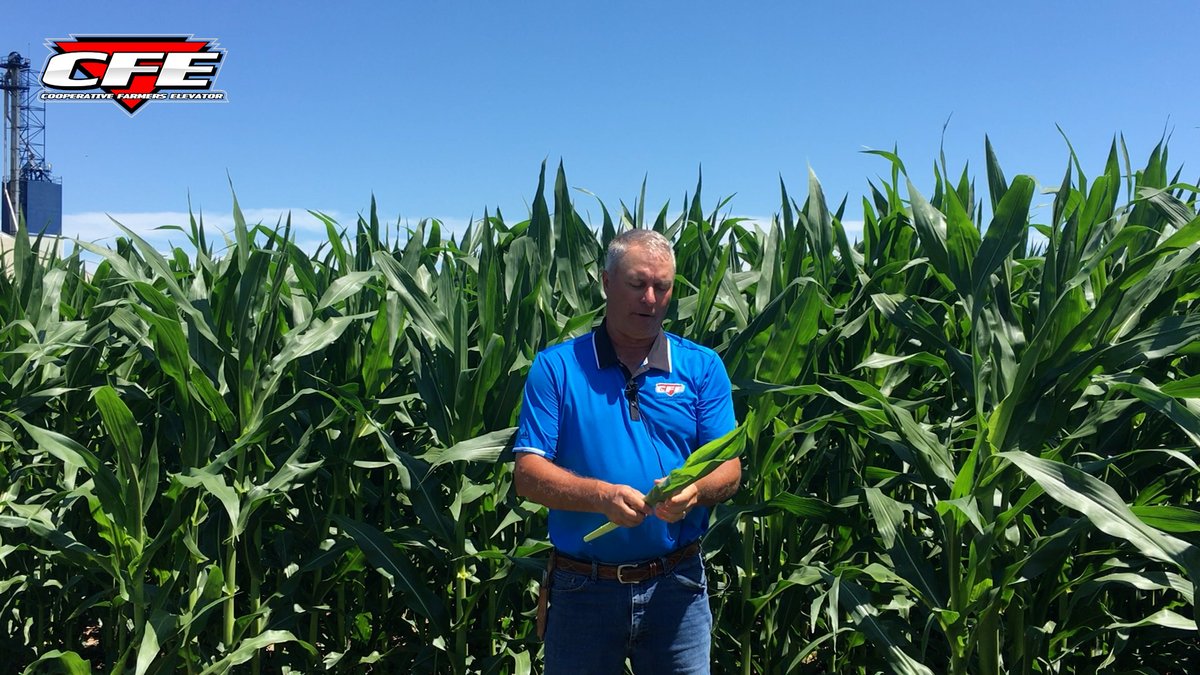 🌽 The corn is looking good out there but why stop at good when it could be great! Watch now to get your best crop: ow.ly/Ym6O50WonpB #CFEFieldFriday