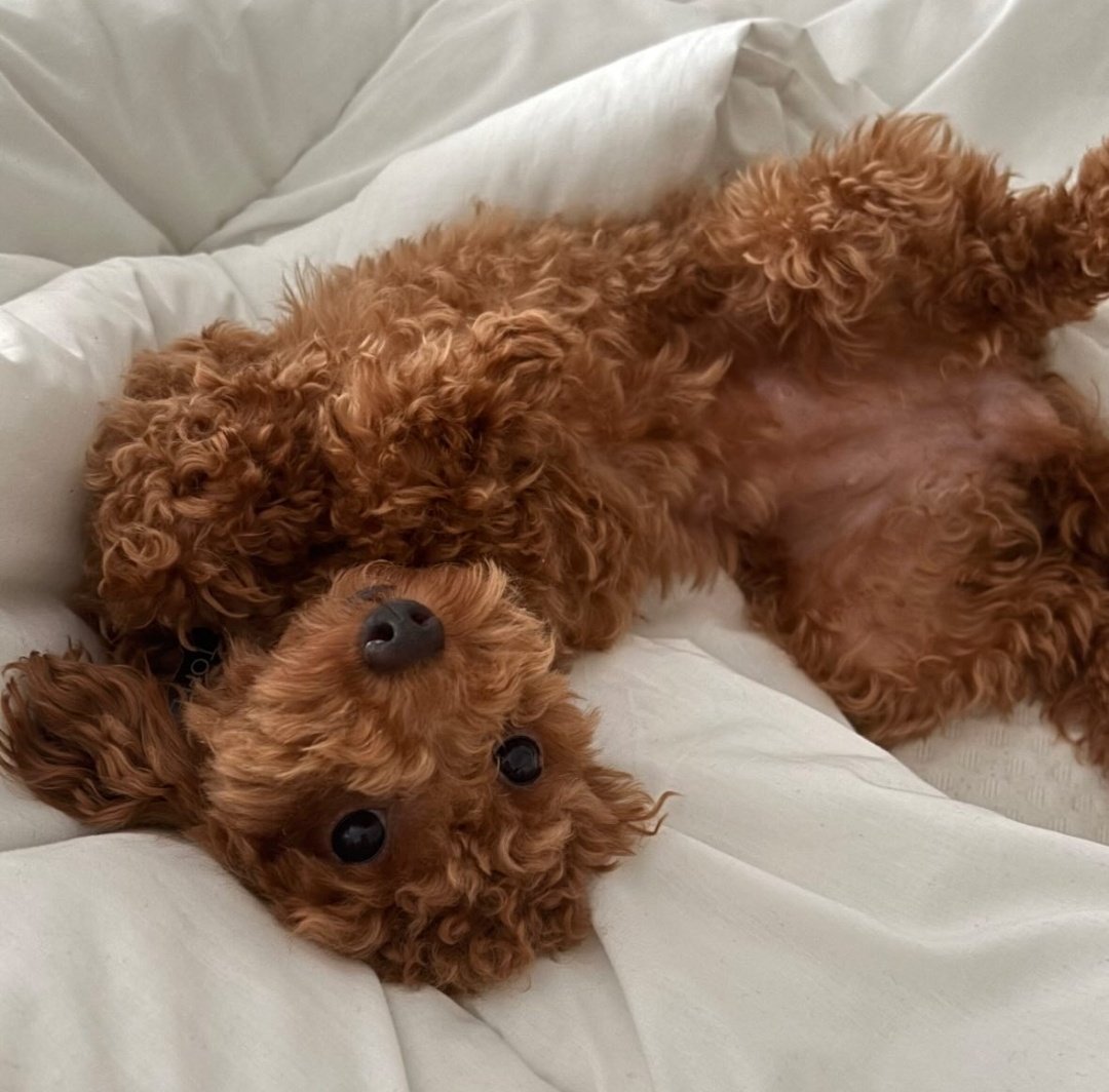 My sleep paralysis demon 🐶