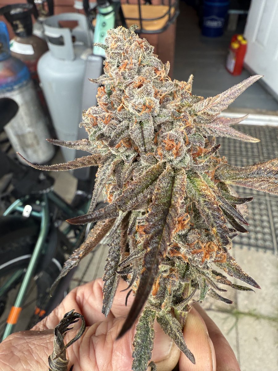 Vampire Slayah! HUGE dense nugs, the minor changes from feeding to defoliating to giving a two week flush and slowly ramping up lights to max power, have done absolute wonders for this round of buds, all the genomes are denser and fatter than ever and just as triched up, dialed