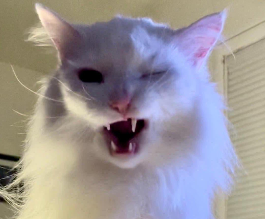 Thurston Waffles tweet media