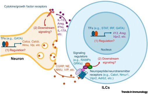 Neuro–immune crosstalk: focus on innate lymphoid cells dlvr.it/TLsvFZ #immunology
