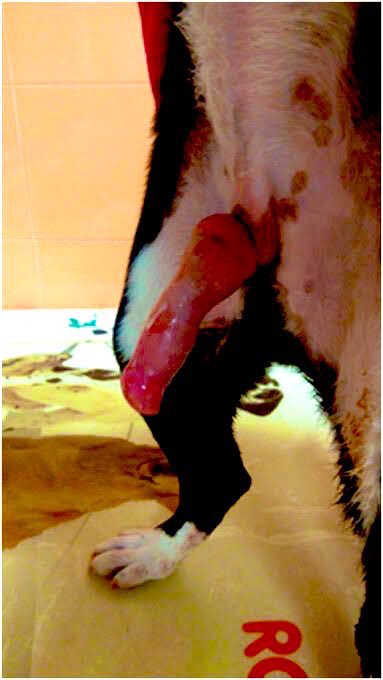 juneyk9's tweet photo. Lips parted. Eyes blazing. Soul untamed. 🖤🐾
They whisper “good boy”… but only until the darkness takes over.
Step closer, darling—my den doesn’t just call… it devours you whole. 🔥🔞
Surrender’s just the beginning.
Slide in @juneyk9 📥 😈❤️
#premium #enticing https://t.co/6V7t8M1HFy