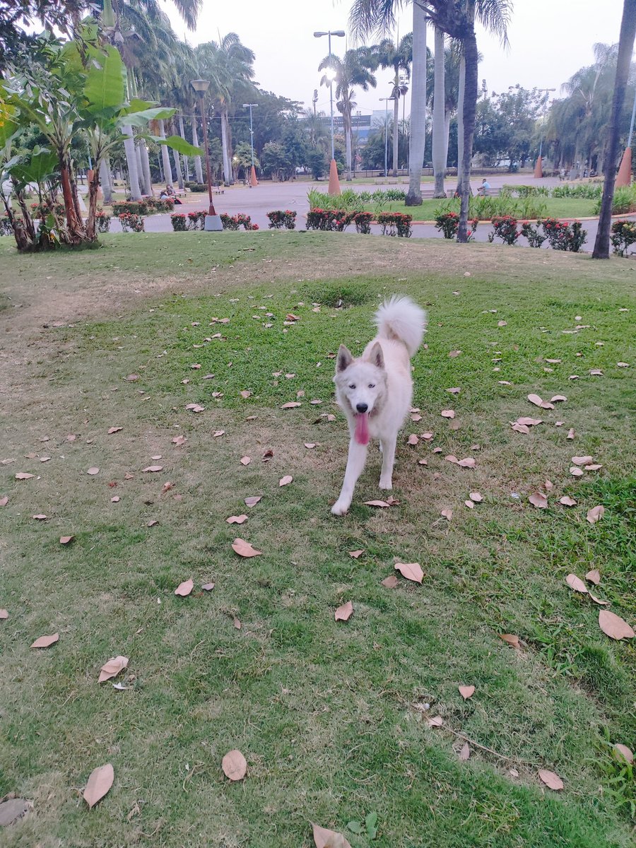 GCCG26's tweet photo. Este lobito está en el parque forestal, es juguetón, parece estar perdido. Si alguien lo puede ayudar por favor 🙏 https://t.co/bmCXUCcovM