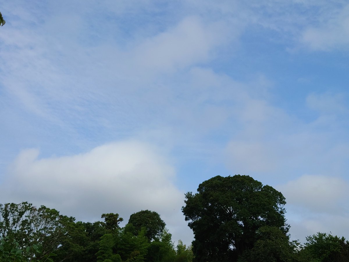 nakaken123123's tweet image. 少し雲が多いけど青空が見える土曜日の朝🌤️おはようございます😊この曲を聴きながら庭をぶらり🚶朝は涼しいせいか最近あまり聴く事がなかった蝉の鳴き声が聴こえますね😌

Japanese Breakfast - The Body Is A Blade (Official Video)
youtu.be/KmXnuD-JpOs?si…
#イマソラ 
#JapaneseBreakfast