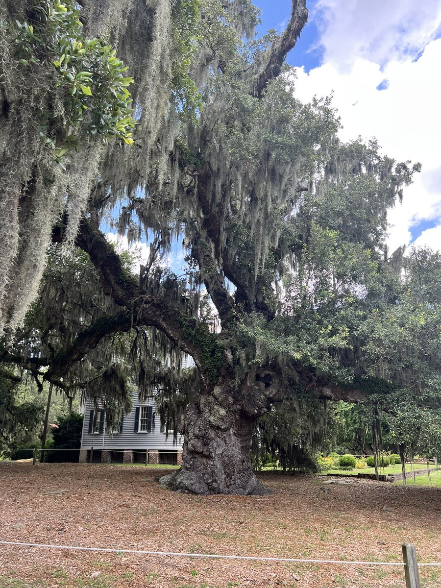 LMarenda's tweet photo. Learning about our past isn’t supposed to be happy, sunshine information. Began day 1 of our trip learning about the enslaved at McLeod Plantation in Charleston, SC. @SalemSchoolsk12 @SalemState #AmericanSouthTrip2025 #EducatorsAlwaysLearning https://t.co/BcXA7pptNh