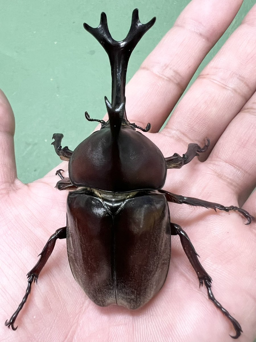 【本日の営業時間】

♦︎7月12日（土）午前10時〜18時

宜しくお願いします^ ^

#虫どん