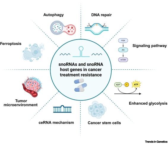 TrendsGenetics's tweet image. Mechanisms of snoRNAs in cancer treatment resistance: from molecular insights to clinical applications dlvr.it/TLsvZ8