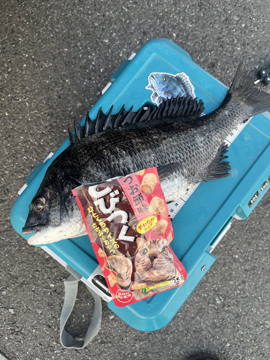 久々に。

初めて猫餌で釣りました🤣
