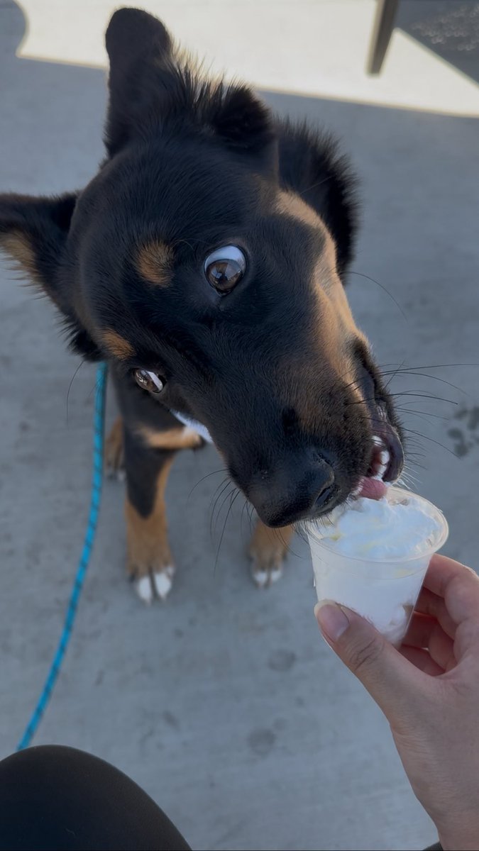 Yuki enjoying her first ever pup cup! Her eyes widened as she tasted something she hasn’t had before. 

It was cute &amp; hilarious how fast she devoured it😂💜