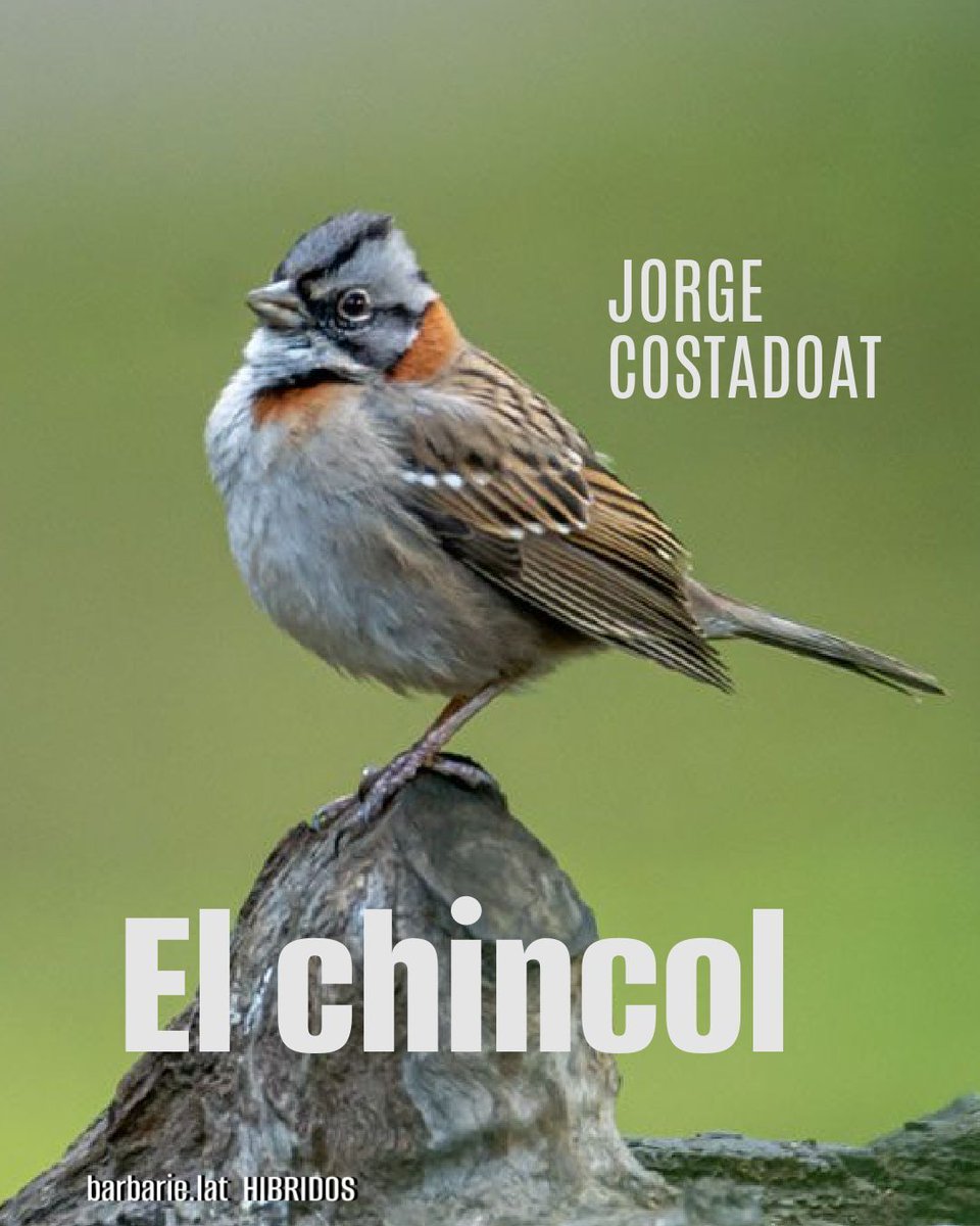 Yo pajareo, tú pajareas, él pajarea, nosotros pajareamos.