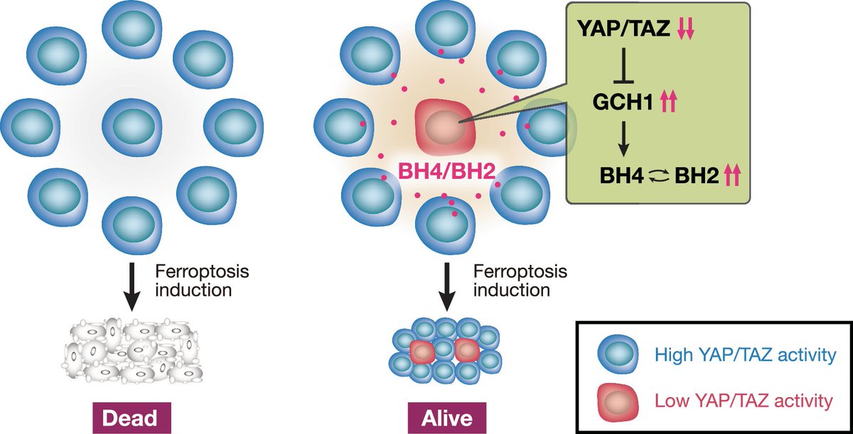 Pulmonary Cell News (@pulmonary_news) on Twitter photo π¦ Heterogeneous Hippo pathway (YAP/TAZ) activation in lung #adenocarcinoma drives tumor progression by enabling ferroptosis resistance via non-cell-autonomous mechanisms.
Learn more in <a href="/emboreports/">EMBO Reports</a>: bit.ly/4lLCtQz π¦ Heterogeneous Hippo pathway (YAP/TAZ) activation in lung #adenocarcinoma drives tumor progression by enabling ferroptosis resistance via non-cell-autonomous mechanisms.
Learn more in <a href="/emboreports/">EMBO Reports</a>: bit.ly/4lLCtQz