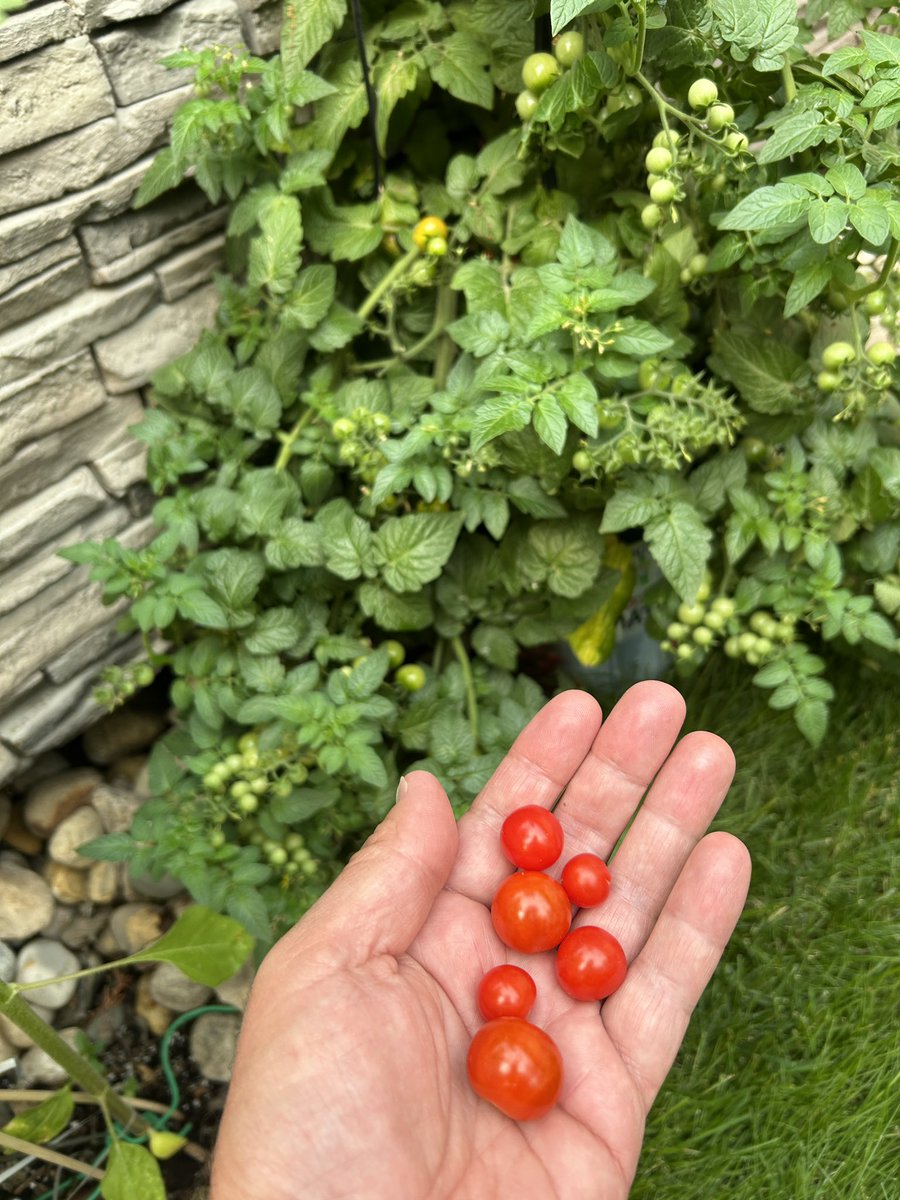 Robert Klewchuk tweet media