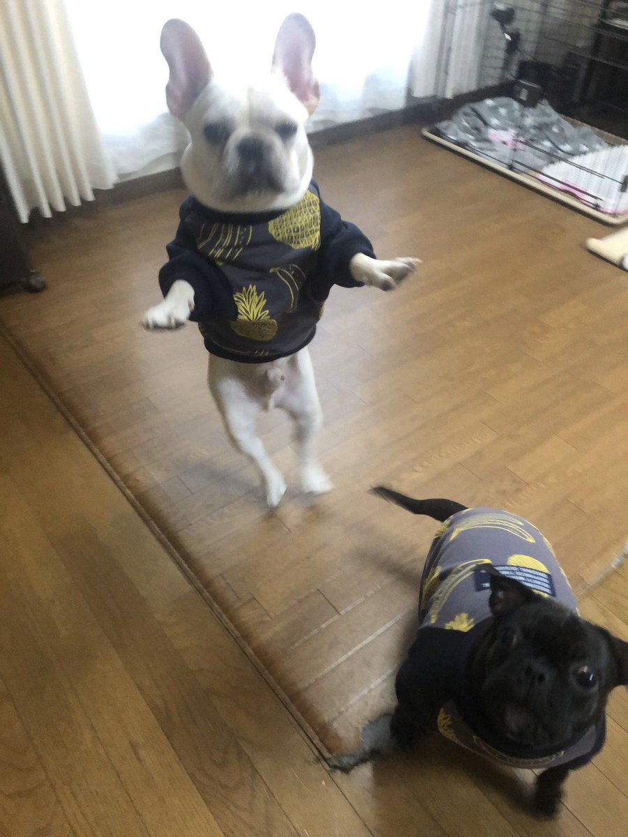 minamotoMarch's tweet photo. うちの犬もたまに飛ぶ https://t.co/aJftWELOaC