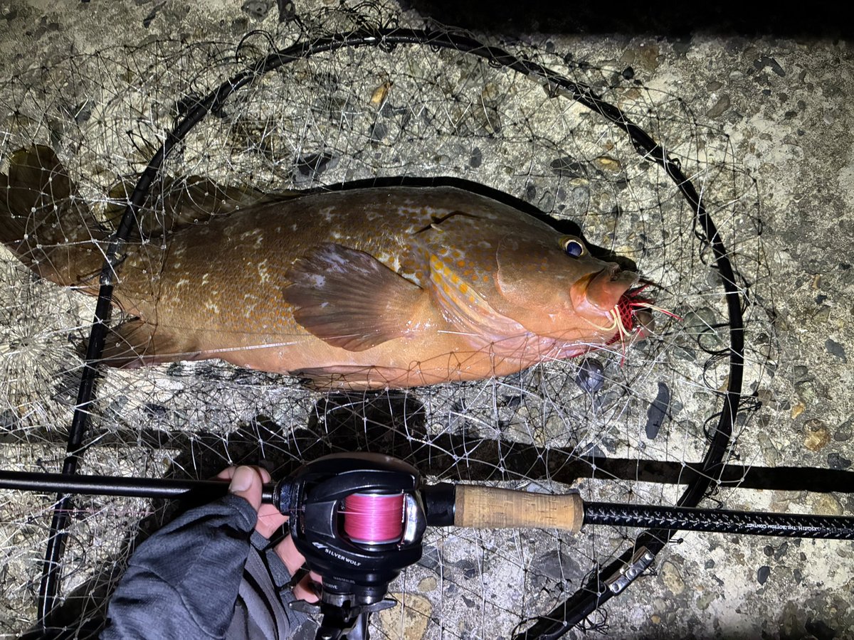 jeross_Chamile's tweet image. ヤバいのキタぁ…

#アコウ
#キジハタゲーム
#ヤマイ
#ステキ針
#マイクロジギングアシストフック LL
#シリコンタコベイト レッド 3.5号
#ショアタイラバ
#XrosSensitive
#XSC-71H