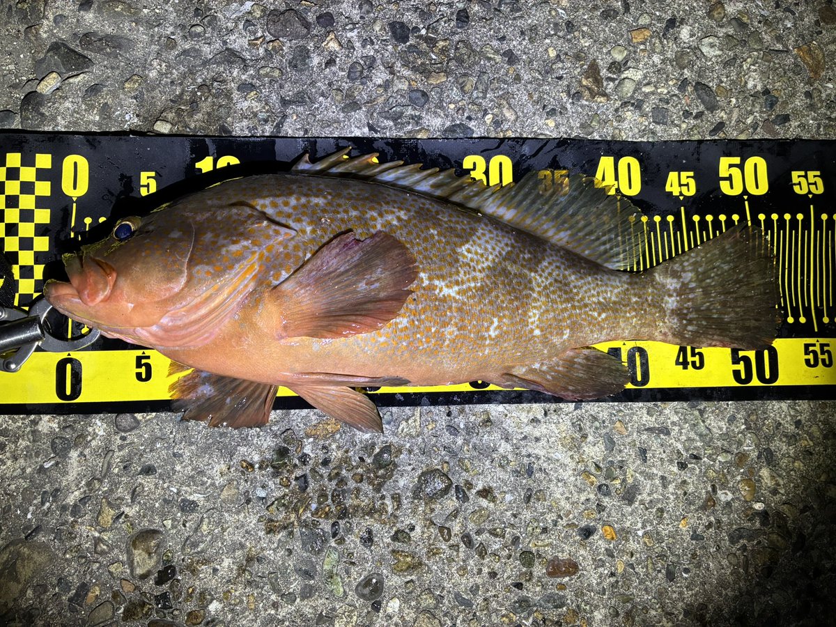 jeross_Chamile's tweet image. ヤバいのキタぁ…

#アコウ
#キジハタゲーム
#ヤマイ
#ステキ針
#マイクロジギングアシストフック LL
#シリコンタコベイト レッド 3.5号
#ショアタイラバ
#XrosSensitive
#XSC-71H