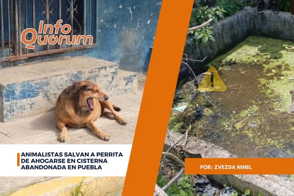 ⚠️🐶👉Debido a que en las publicaciones de #PatitasEnlodadas, proliferaron una serie de comentarios desinformados y agresivos sobre las realidades de un #rescate de alto #riesgo como este (en que los #animalistas pudieron caer o sufrir una infección para salvar a la #perrita), la