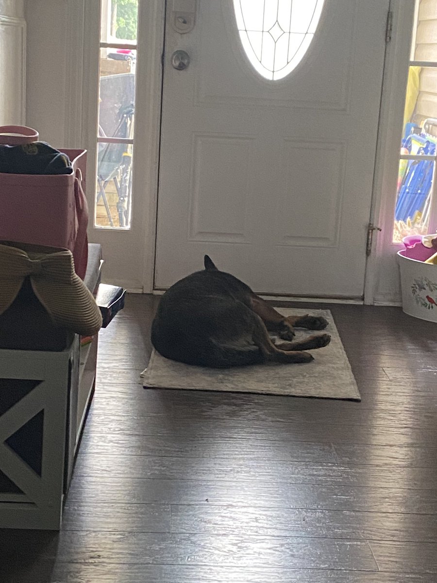 jeremyd_green's tweet image. Our dog Duke whenever my wife leaves the house.