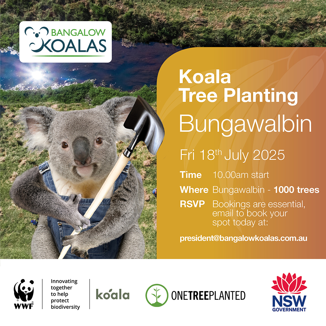 Friends_Koala's tweet image. Join #BangalowKoalas to protect & restore #koalahabitat in Northern Rivers! πΏ Whether youβre a landholder, school, or nature lover, every tree planted means food & shelter for our iconic marsupials. Get involved & help build a safer future for koalas! π