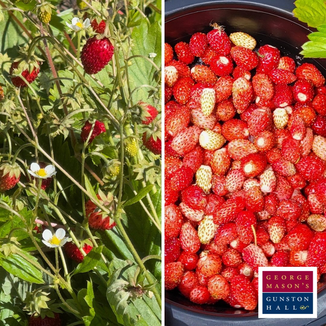 Join us July 25th, 6-9pm for our Cocktails by Candlelight Garden Party! 🍓 Enjoy Alpine strawberries in a non-alcoholic Strawberry Shrub 🍹and other fabulous #gardentoglass cocktails!  21 &amp; over. Tkts: $55, Members $45 🎟️ ow.ly/qmel50WnUru #GardenToGlass #GardenParty