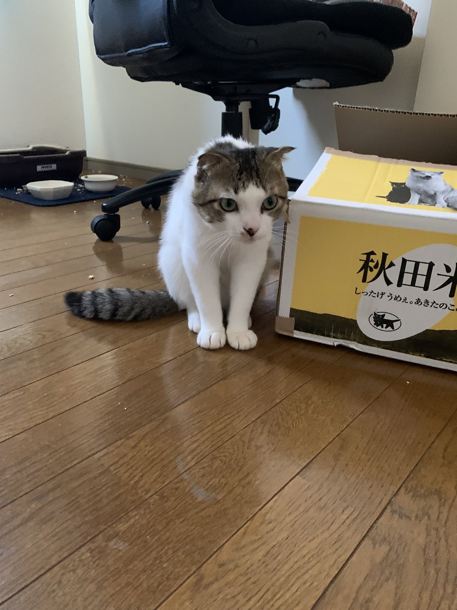 おねむのネム (@nemunemu_0906) on Twitter photo おはにゃ〜
今日はママの病院なのでお留守番よろしくね♪
#猫 #ねこ #猫好きさんと繋がりたい  #ねこのいる幸せ #ねこのいる暮らし #ねこかわいい おはにゃ〜
今日はママの病院なのでお留守番よろしくね♪
#猫 #ねこ #猫好きさんと繋がりたい  #ねこのいる幸せ #ねこのいる暮らし #ねこかわいい