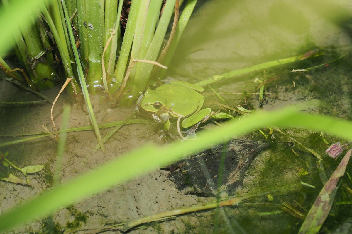 安定のアマガエルのデカさ！