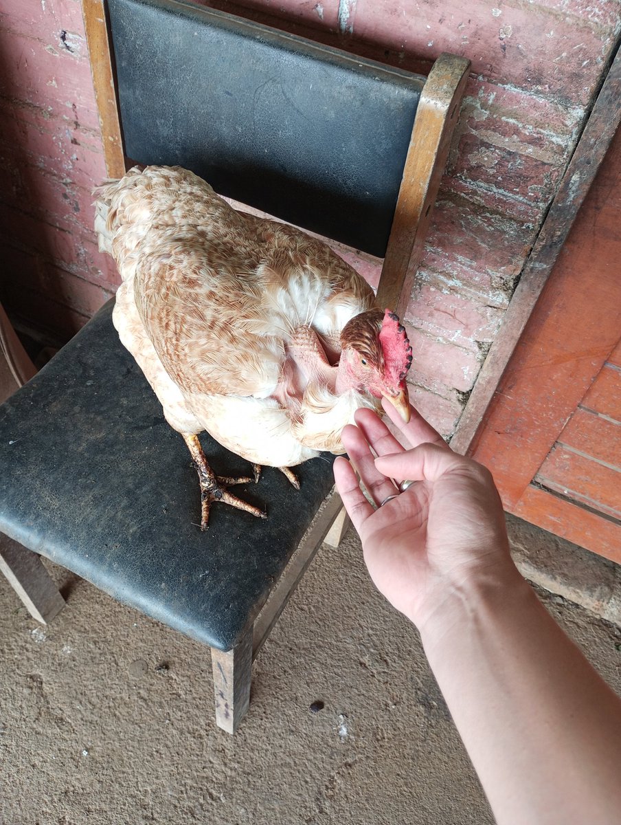 SebachoTian's tweet image. Este perrito no sé qué raza es