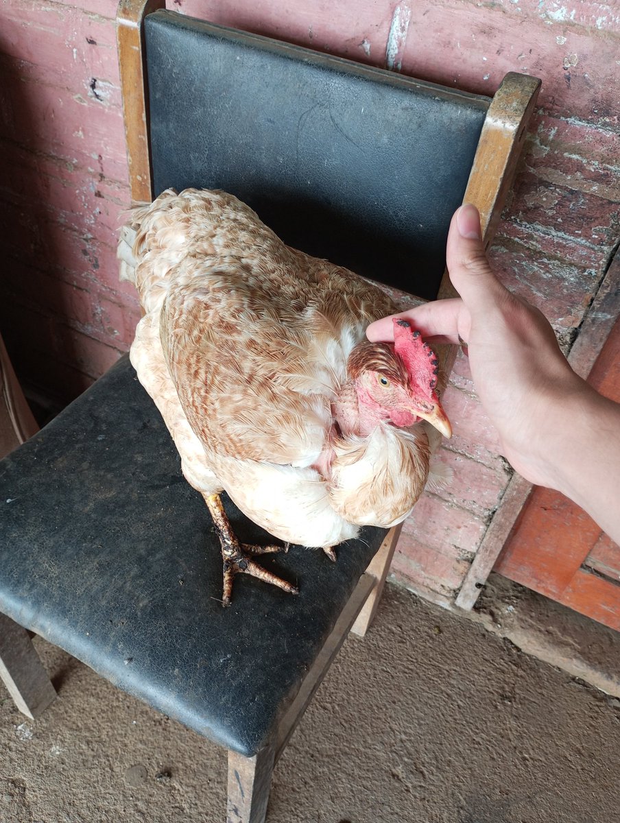 SebachoTian's tweet image. Este perrito no sé qué raza es