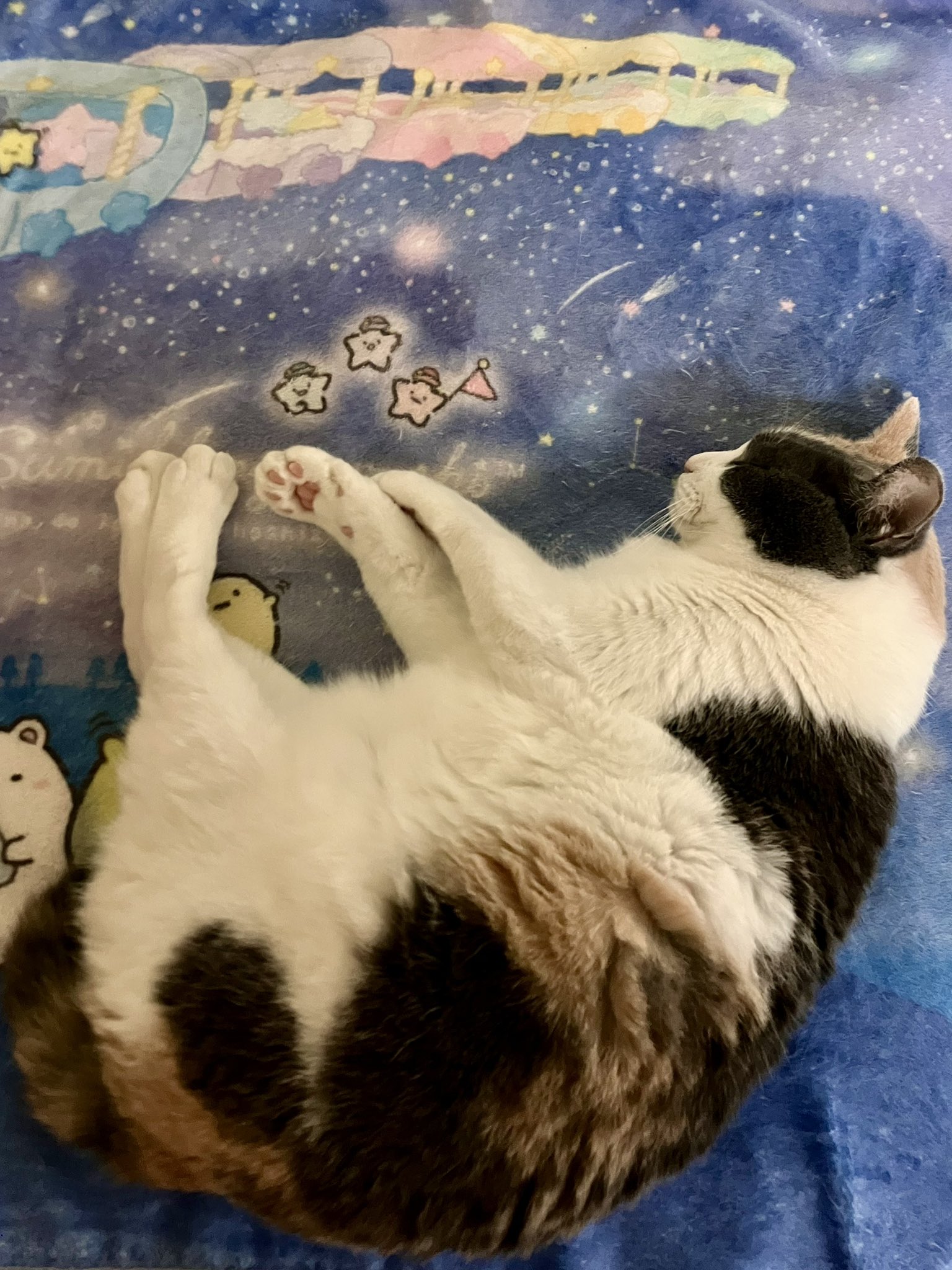 猫はなさん ハナちゃん on X: 