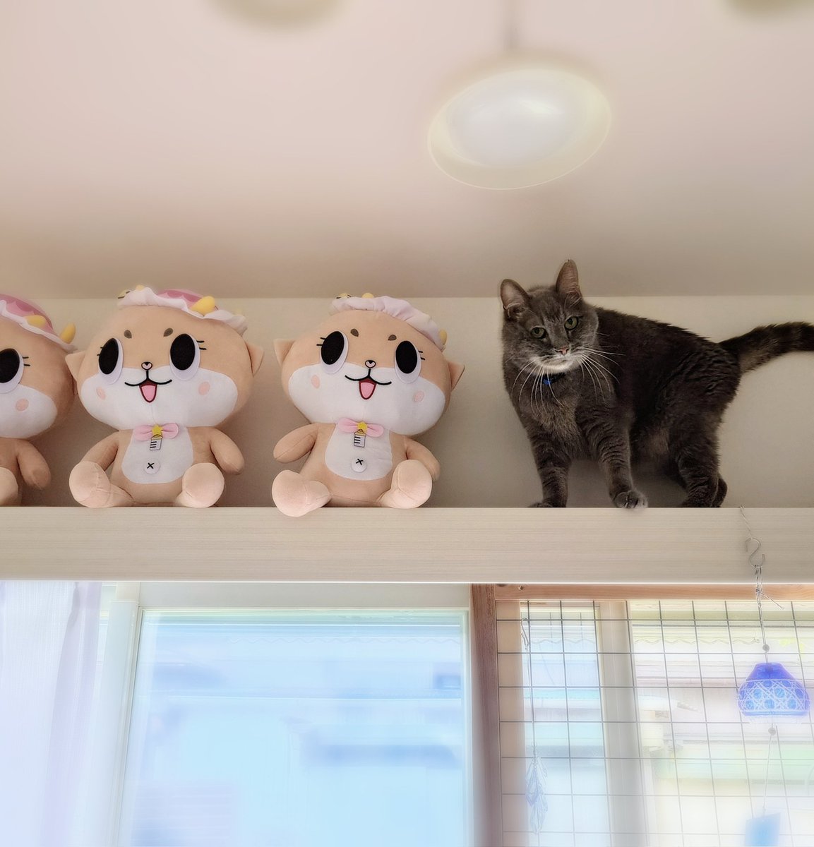 supy56's tweet image. リンパ腫で闘病中のぼん🐱
音がしたから見てみたら、カーテンボックスの上に😯
このヤベって顔🤣
この後ちぃたん☆のぬいぐるみ落として降りました…
思わず、うぉいっ!💢って言って大きなため息つきました😮💨
ま、元気で何より✨
#保護猫
#ちぃたん☆
#猫と暮らす