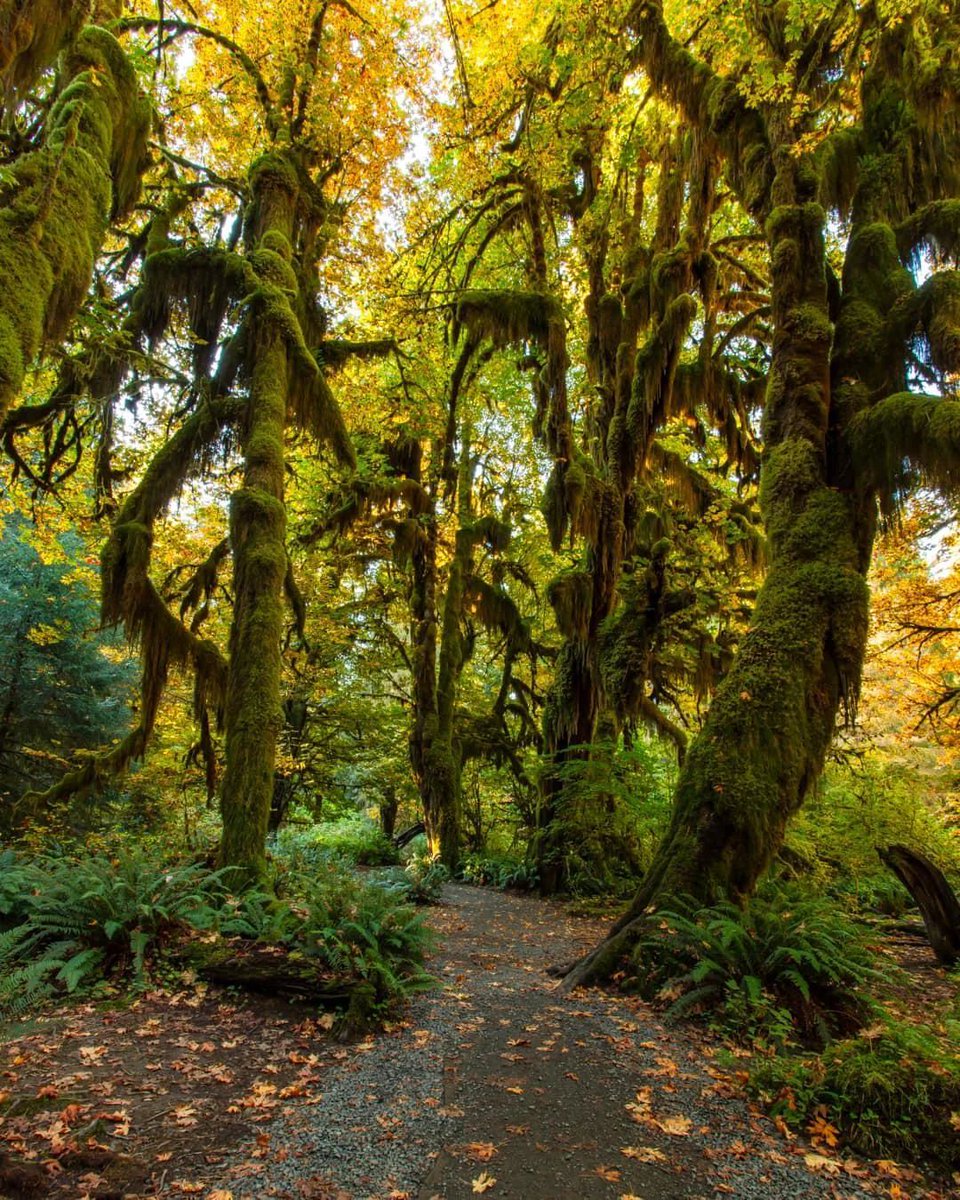 fasc1nate's tweet photo. The Enchanted Forest at Olympic National Park, Washington https://t.co/Mr4jVMrfwd