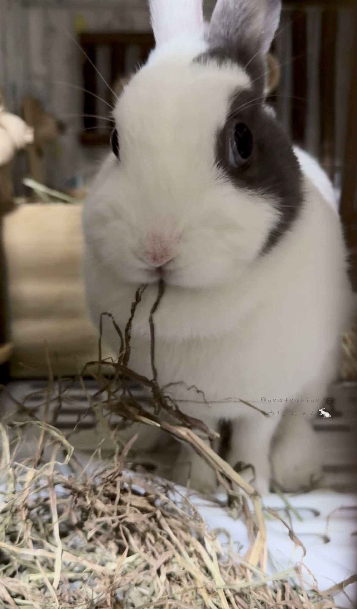 うさこ4点 カラフルうさぎの顔ボタンパック（4p・16mm） | Dua
